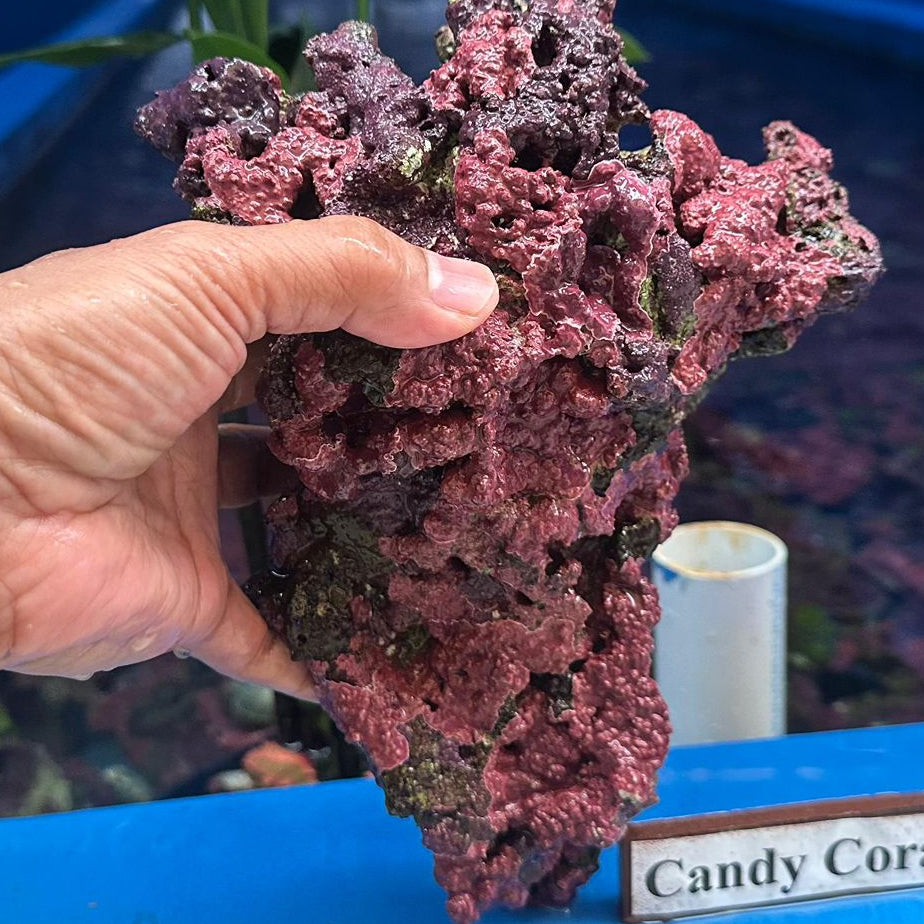 Live Rock Per Pound