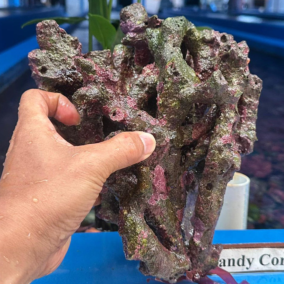 Live Rock Per Pound