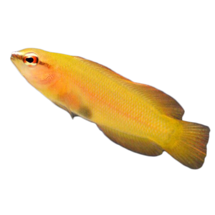Captive Bred White Nose Dottyback