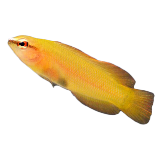 Captive Bred White Nose Dottyback