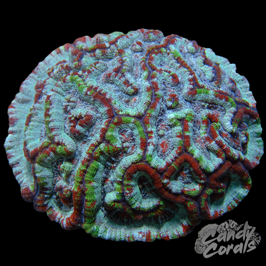 Ultra Rainbow Tropical Symphyllia Wilsoni WYSIWYG 27