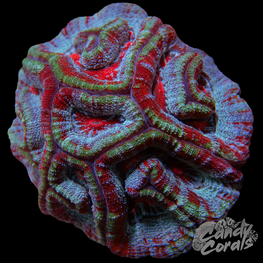 Rainbow Tropical Symphyllia Wilsoni WYSIWYG 11