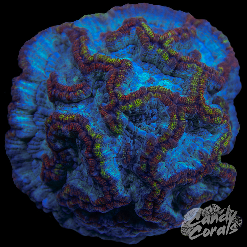 Ultra Rainbow Tropical Symphyllia Wilsoni WYSIWYG 58