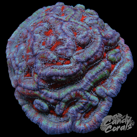 Ultra Rainbow Tropical Symphyllia Wilsoni WYSIWYG 30