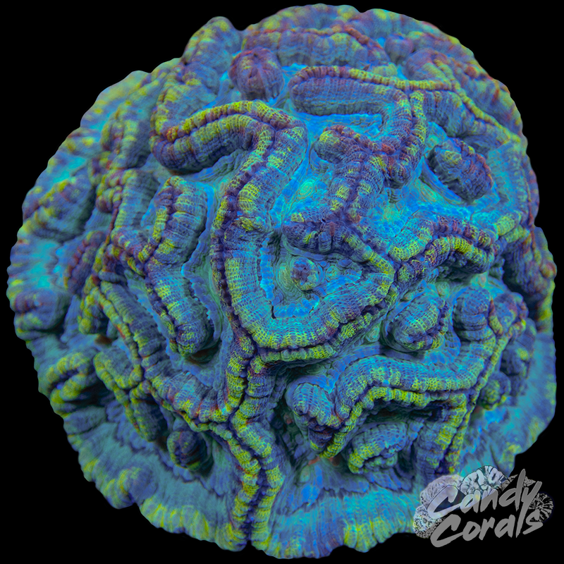 Ultra Rainbow Tropical Symphyllia Wilsoni WYSIWYG 61