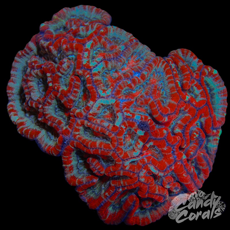 Ultra Rainbow Tropical Symphyllia Wilsoni WYSIWYG 65