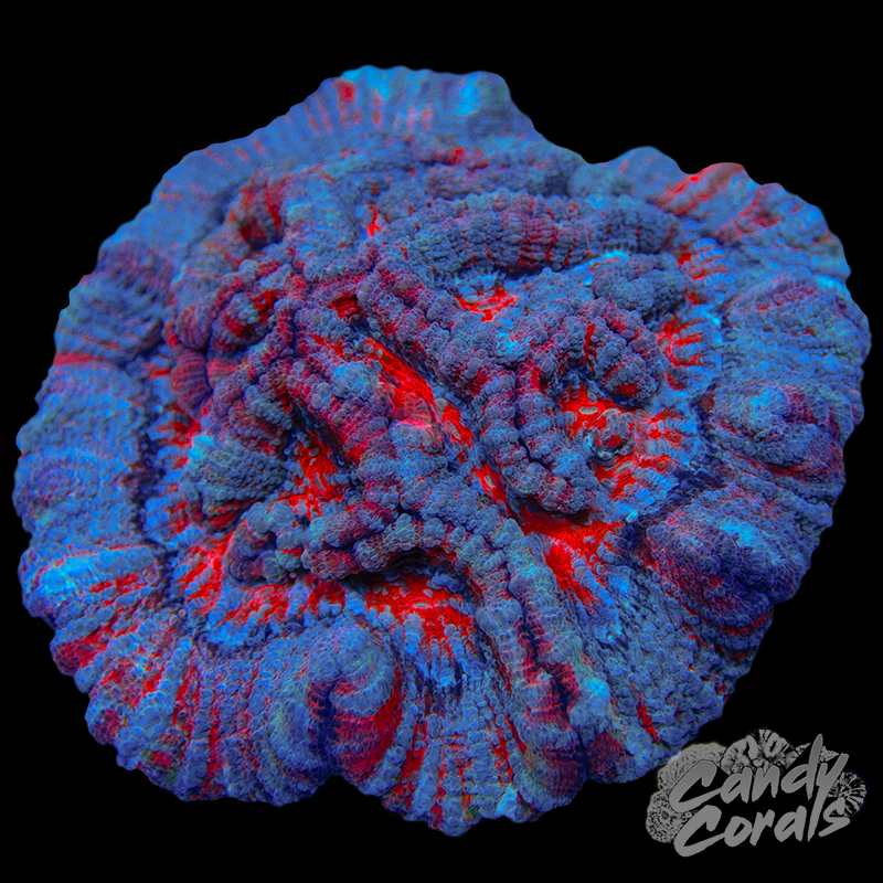 Ultra Rainbow Tropical Symphyllia Wilsoni WYSIWYG 69