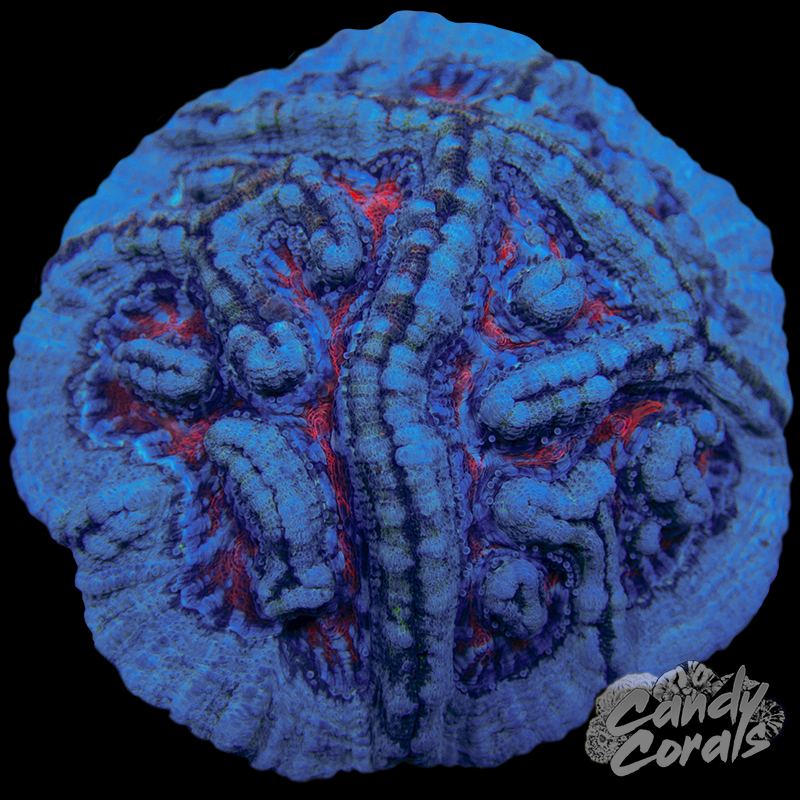Ultra Rainbow Tropical Symphyllia Wilsoni WYSIWYG 70