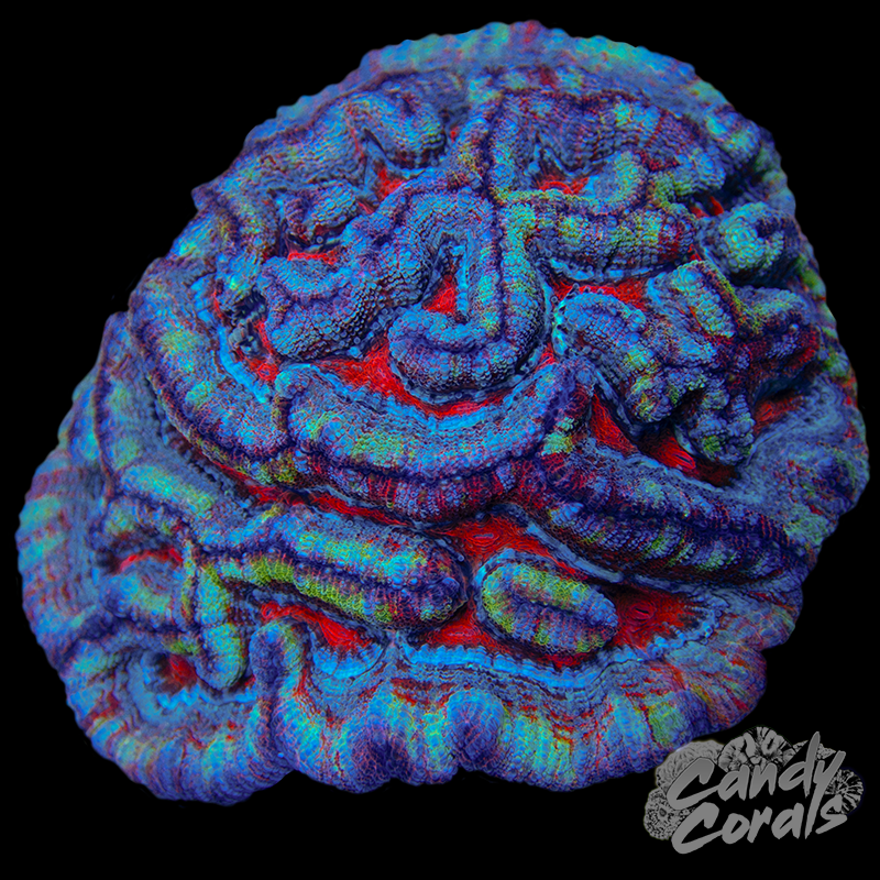Ultra Rainbow Tropical Symphyllia Wilsoni WYSIWYG 76