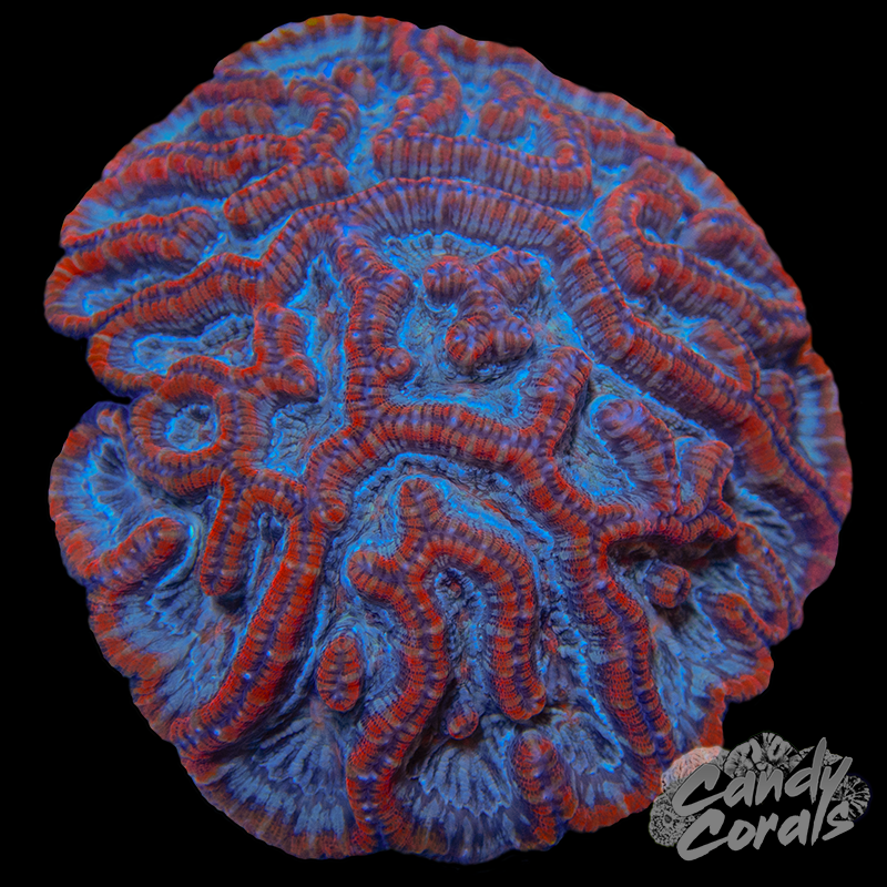 Ultra Rainbow Tropical Symphyllia Wilsoni WYSIWYG 77