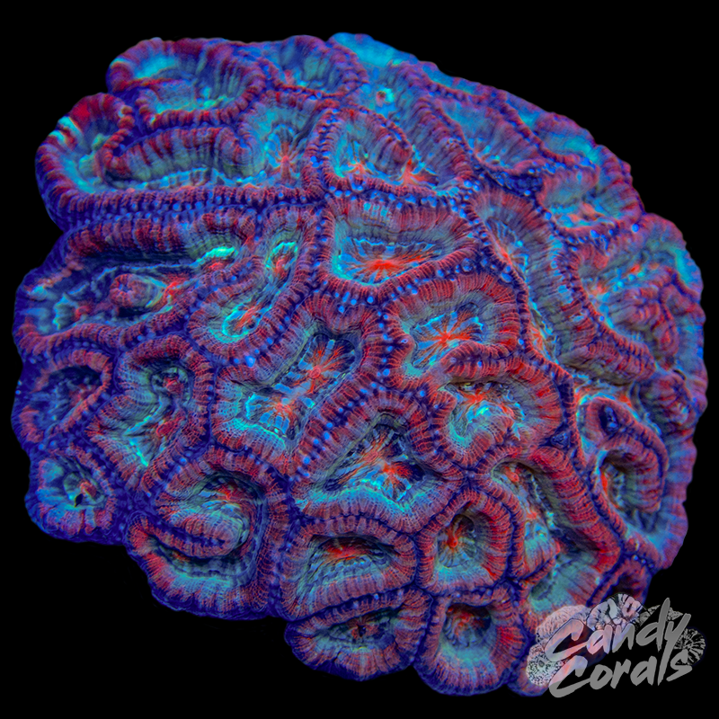 Ultra Rainbow Tropical Symphyllia Wilsoni WYSIWYG 78