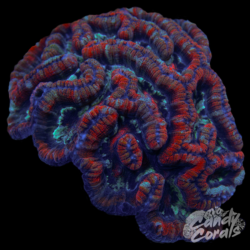 Ultra Rainbow Tropical Symphyllia Wilsoni WYSIWYG 79