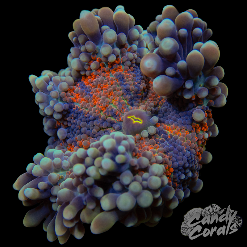 Ultra Yuma Mushroom WYSIWYG 75