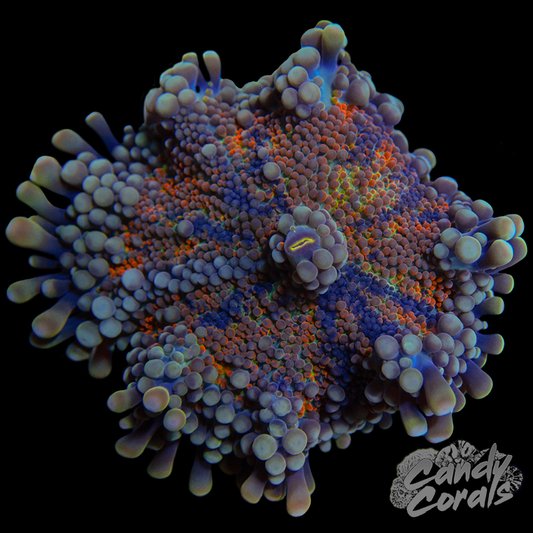 Ultra Yuma Mushroom WYSIWYG 79