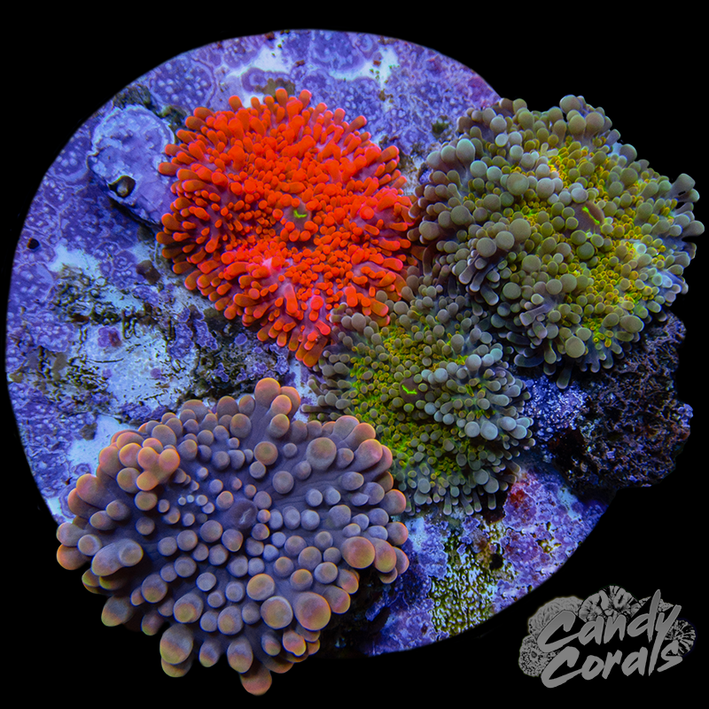 Yuma Mushroom Plate WYSIWYG 10