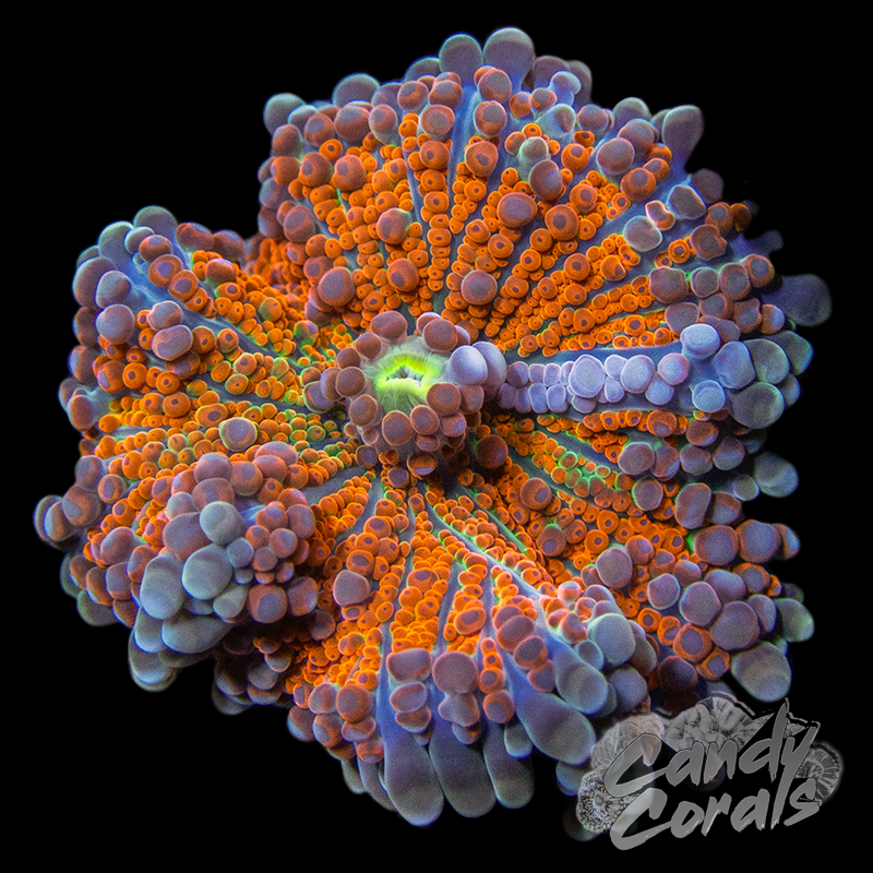 Assorted Rainbow Yuma Mushroom