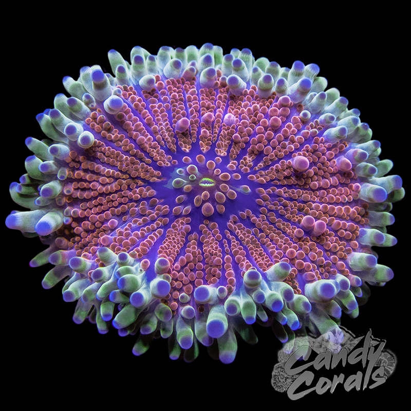 Assorted Rainbow Yuma Mushroom