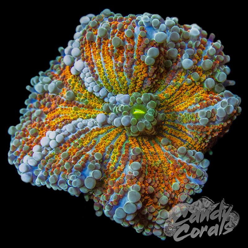 Assorted Rainbow Yuma Mushroom