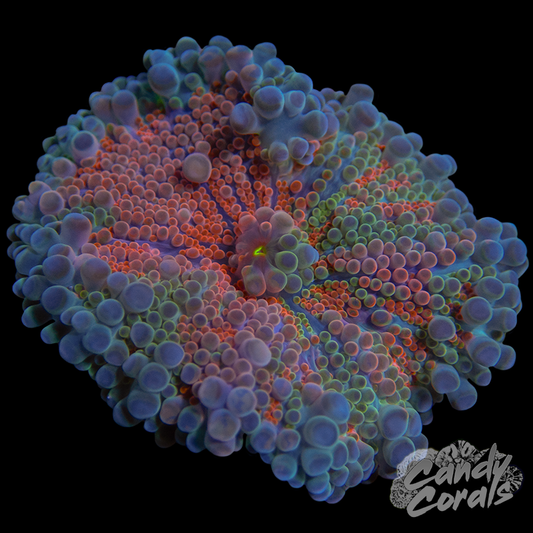 Rainbow Yuma Mushroom WYSIWYG 69