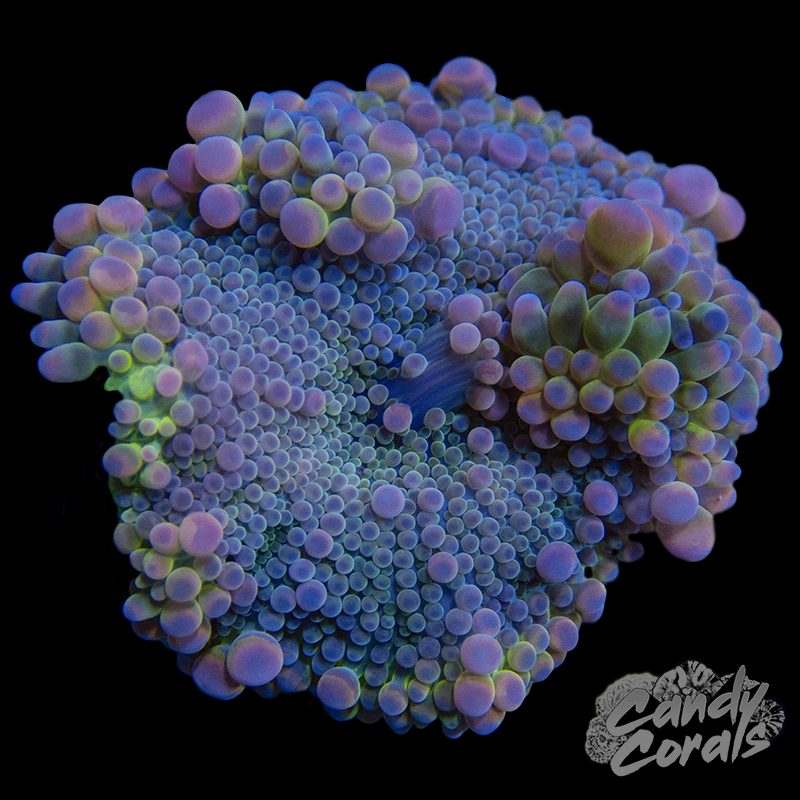 Ultra Yuma Mushroom WYSIWYG 82