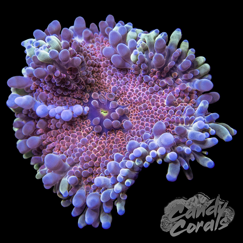 Assorted Rainbow Yuma Mushroom