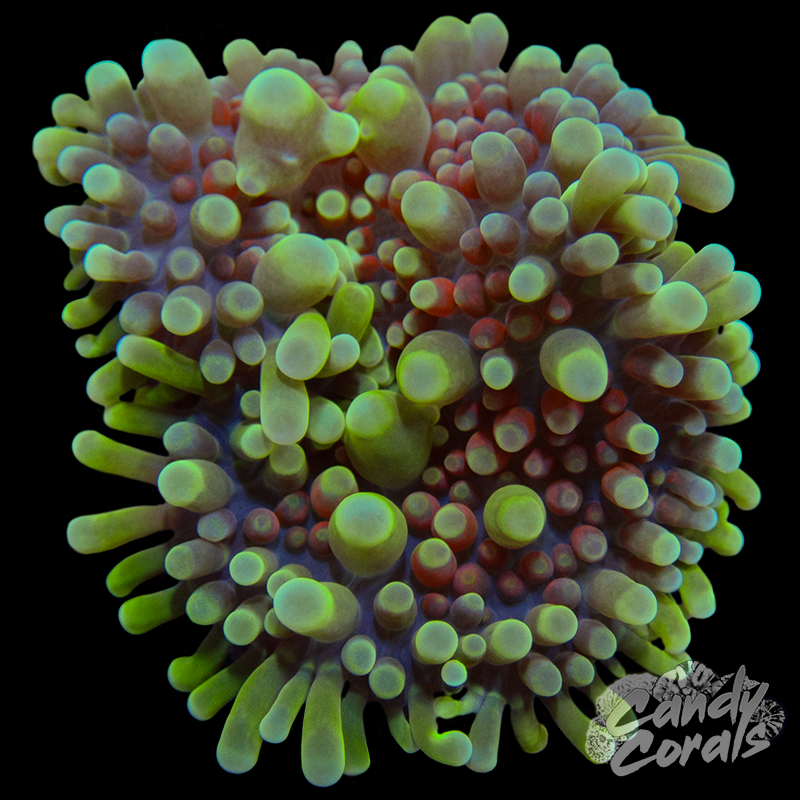 Ultra Yuma Mushroom WYSIWYG 70