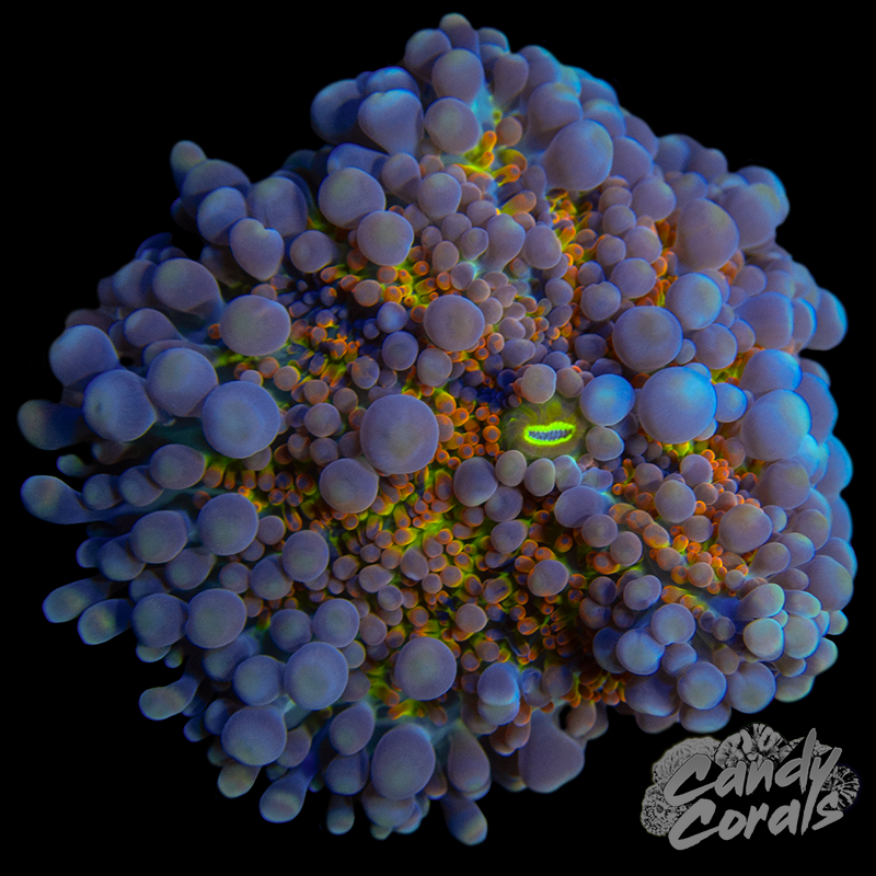 Ultra Yuma Mushroom WYSIWYG 83