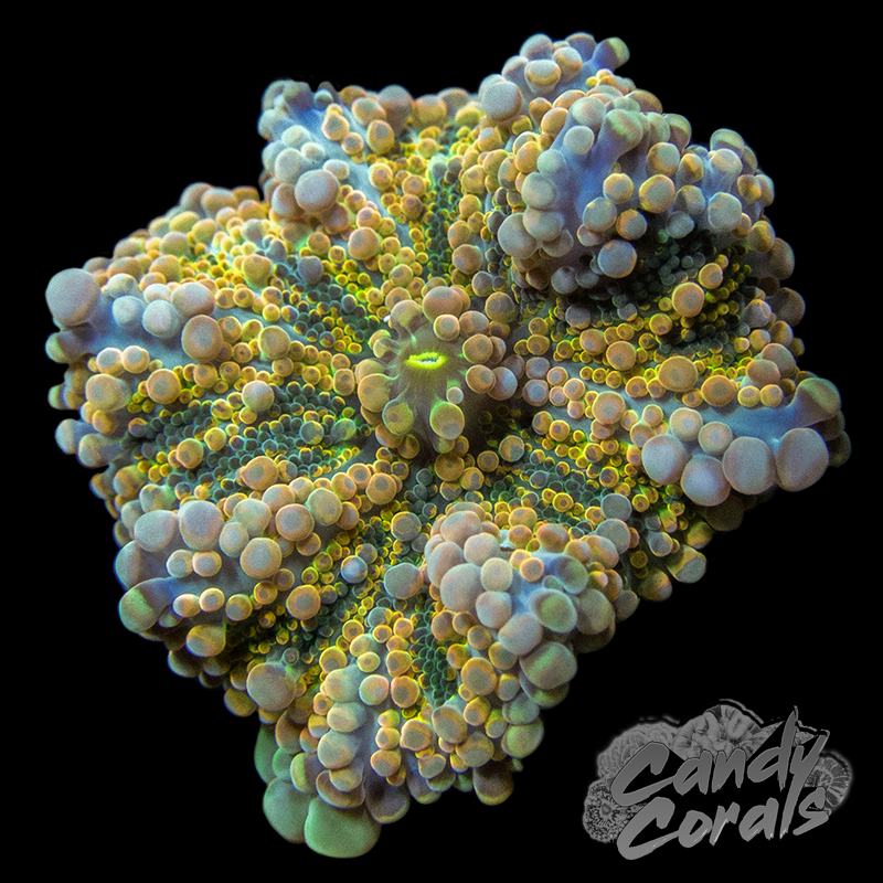 Assorted Rainbow Yuma Mushroom