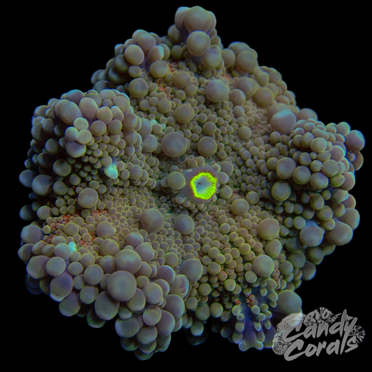 Ultra Yuma Mushroom WYSIWYG 84