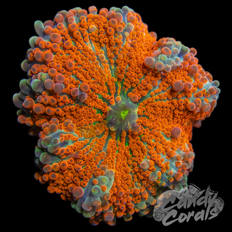 Assorted Rainbow Yuma Mushroom