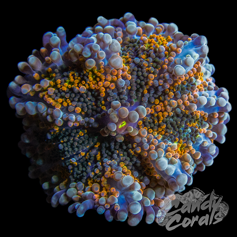 Assorted Rainbow Yuma Mushroom