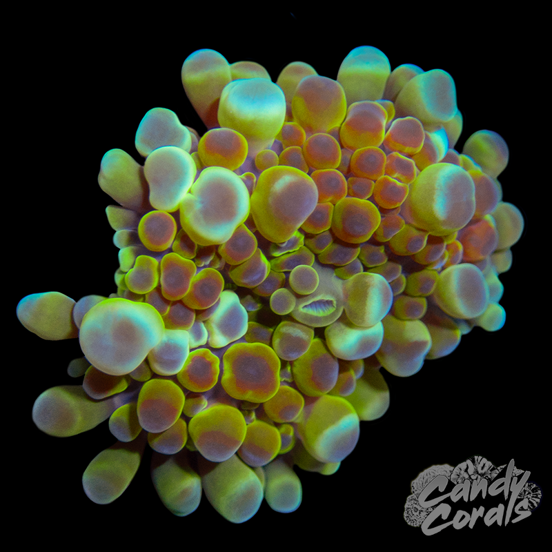 Rainbow Yuma Mushroom WYSIWYG 72