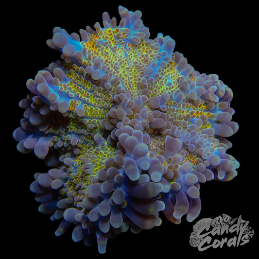 Ultra Yuma Mushroom WYSIWYG 85