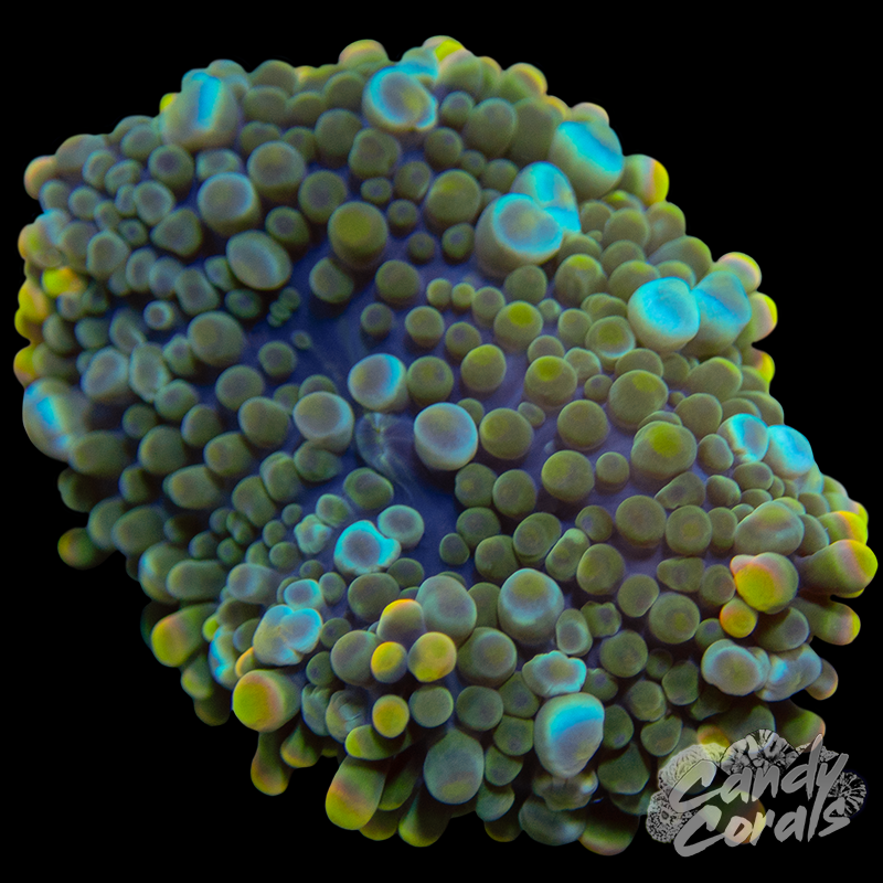 Ultra Yuma Mushroom WYSIWYG 73