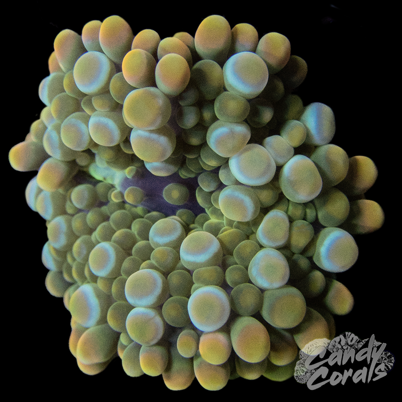 Assorted Rainbow Yuma Mushroom