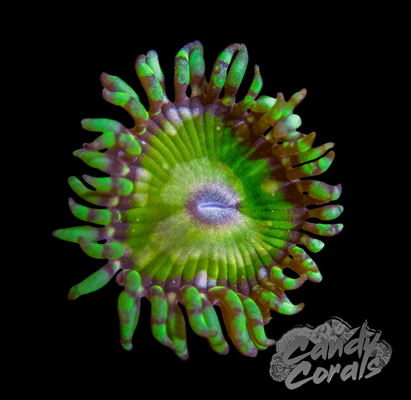 TSA Kaleidoscope Zoanthid Frag Z35