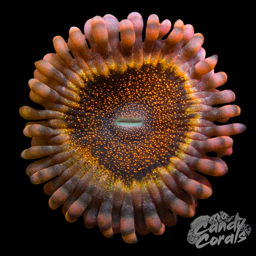 Orange Death Star Zoanthid Per Polyp Z2 – Candy Corals