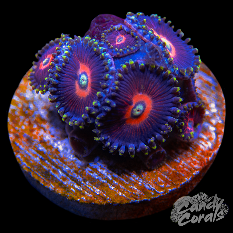 Salted Watermelon Zoanthid Frag Z55