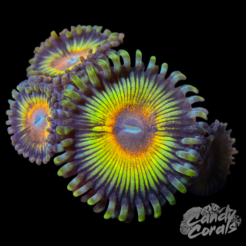 Ultimate Eclipse Zoa Per Polyp (RARE) Z93