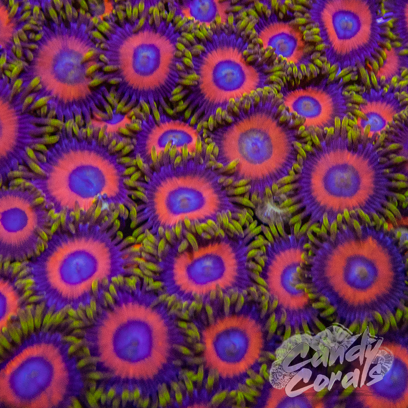 Eagle Eye Zoanthid Frag