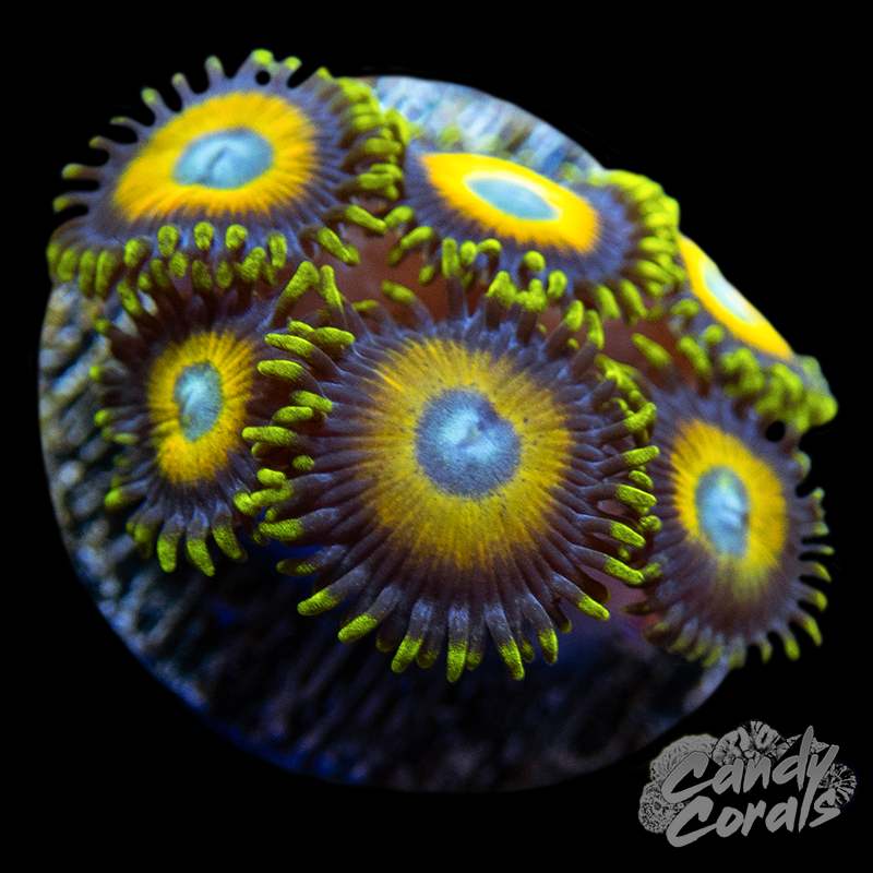 Scrambled Eggs Zoanthid Frag