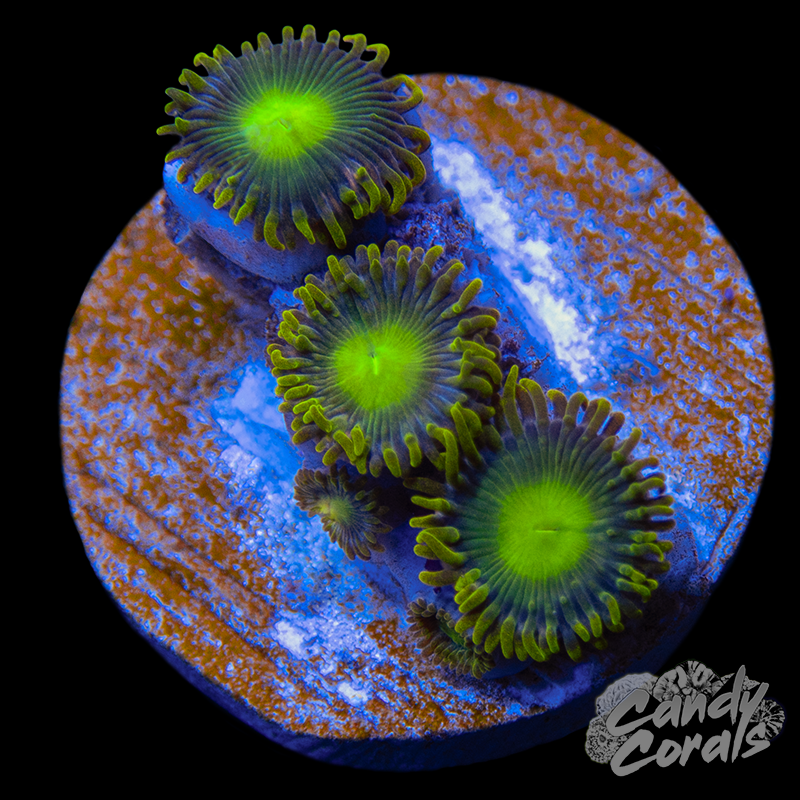 Radioactive Dragon Eye Zoanthid Frag Z63