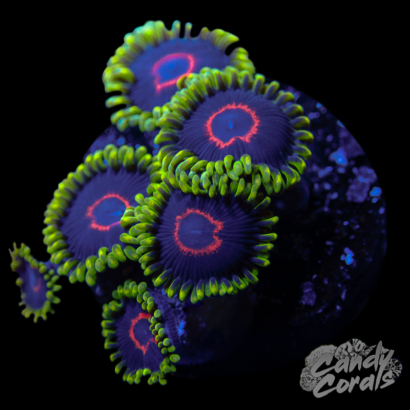 Purple Heart Zoanthid Frag Z49