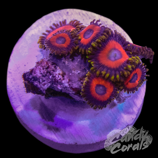 Eagle Eye Zoanthid Frag