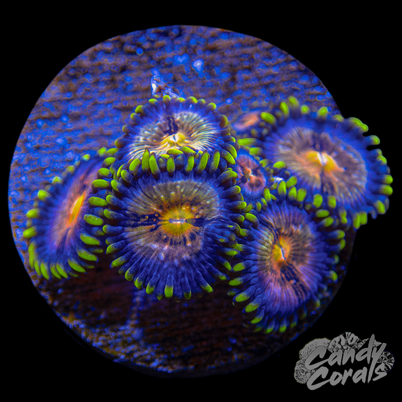 Nirvana Palythoa Frag Z73