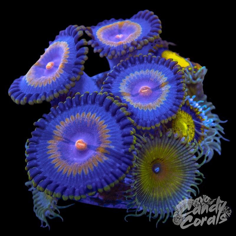 Zoanthid WYSIWYG 9