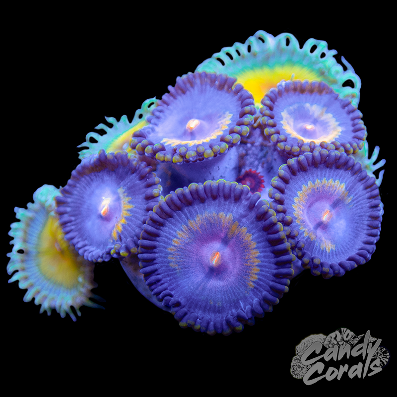 Zoanthid Duo WYSIWYG 13
