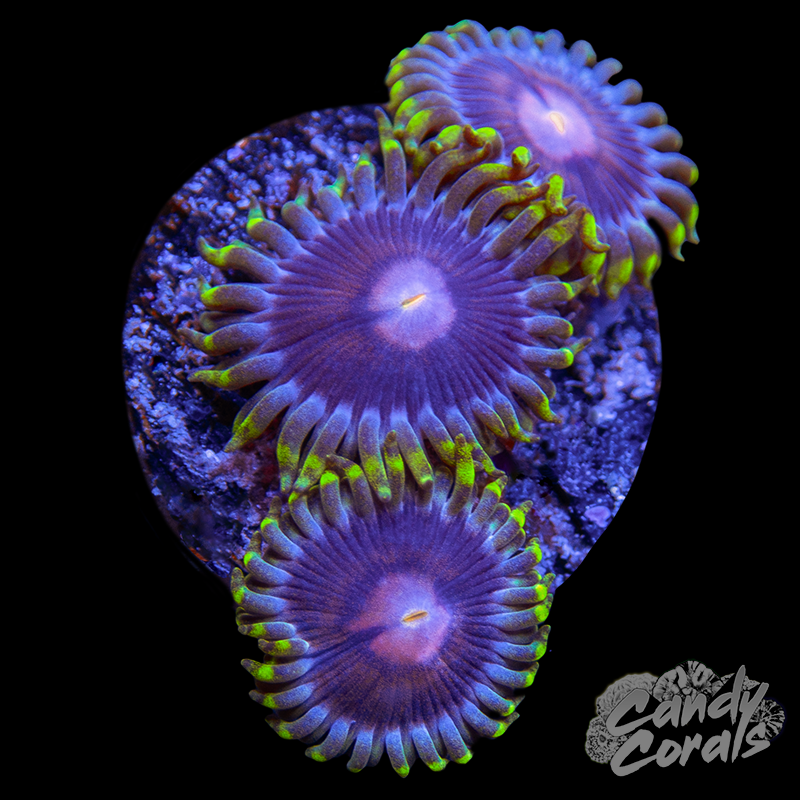 WWC Lucky Kentucky Zoanthid Frag Z40