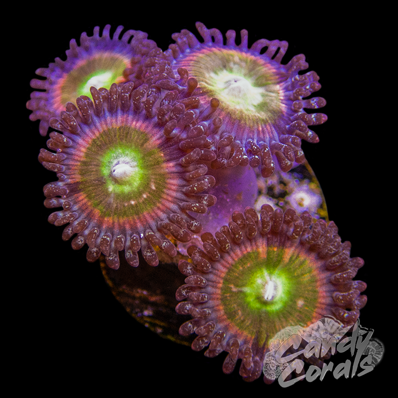 TSA Rainbow Spectrum Zoanthid Frag Z42