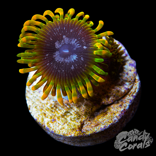 Acid Reflux Palythoa Per Polyp Z65